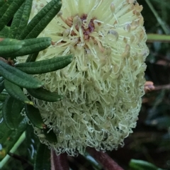 Banksia marginata at Cape Pillar, TAS - 10 Apr 2023