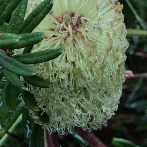 Banksia marginata at Cape Pillar, TAS - 10 Apr 2023