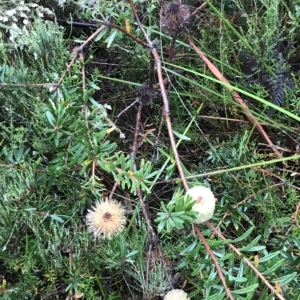 Banksia marginata at Cape Pillar, TAS - 10 Apr 2023