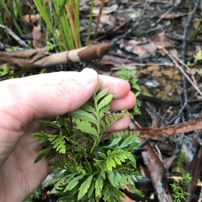 Lomatia ilicifolia (Holly Lomatia) at Tasman National Park - 10 Apr 2023 by MattFox