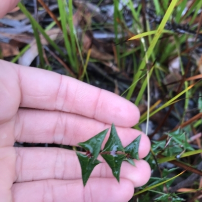 Platylobium triangulare at Tasman National Park - 10 Apr 2023 by MattFox