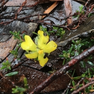 Hibbertia riparia at Cape Pillar, TAS - 10 Apr 2023