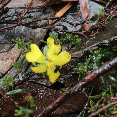 Hibbertia riparia (Erect Guinea-flower) at Tasman National Park - 10 Apr 2023 by MattFox