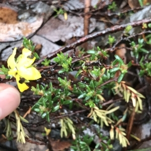 Hibbertia riparia at Cape Pillar, TAS - 10 Apr 2023