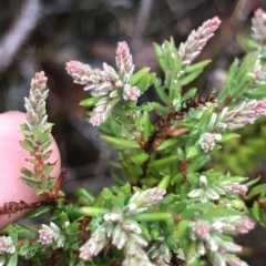 Unidentified Other Shrub at Cape Pillar, TAS - 10 Apr 2023 by MattFox