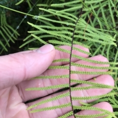 Gleichenia dicarpa (Wiry Coral Fern) at Tasman National Park - 10 Apr 2023 by MattFox