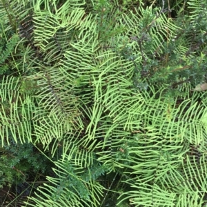 Gleichenia dicarpa at Cape Pillar, TAS - suppressed