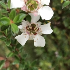 Leptospermum sp. at Cape Pillar, TAS - 10 Apr 2023 by MattFox