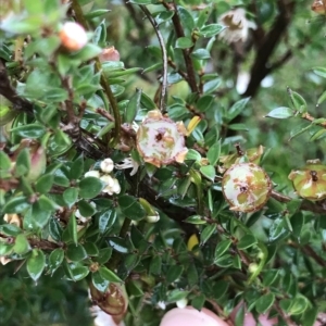 Leptospermum scoparium at Tasman National Park - 10 Apr 2023