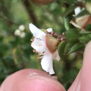 Leptospermum scoparium at Tasman National Park - 10 Apr 2023