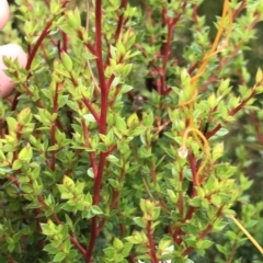 Unidentified Other Shrub at Tasman National Park - 10 Apr 2023 by MattFox