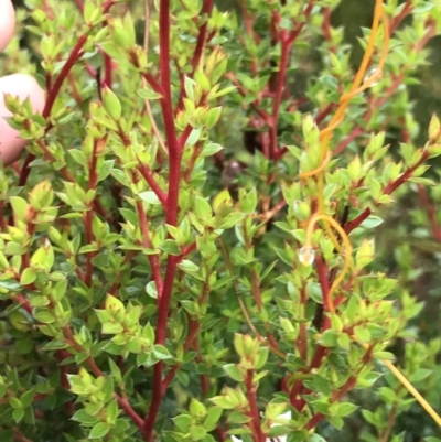 Unidentified Other Shrub at Cape Pillar, TAS - 10 Apr 2023 by MattFox