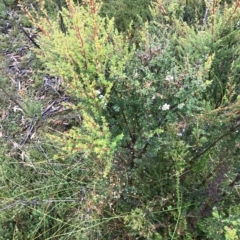 Leptospermum scoparium at Tasman National Park - 10 Apr 2023 03:28 PM