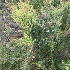 Leptospermum scoparium at Tasman National Park - 10 Apr 2023 03:28 PM