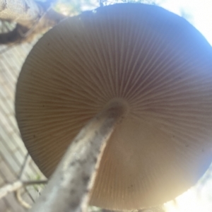 Oudemansiella gigaspora group at Cook, ACT - 19 Apr 2023 09:02 AM