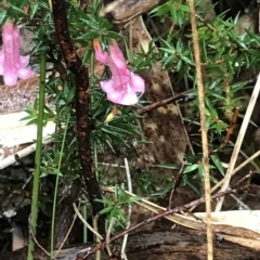 Epacris impressa (Common Heath) at Cape Pillar, TAS - 10 Apr 2023 by MattFox