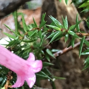 Epacris impressa at Cape Pillar, TAS - 10 Apr 2023 01:16 PM