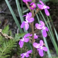 Stylidium armeria subsp. armeria (Trigger Plant) at Fortescue, TAS - 10 Apr 2023 by MattFox