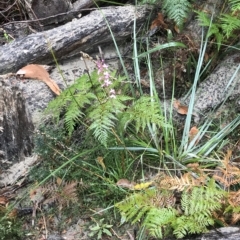 Stylidium armeria subsp. armeria at Fortescue, TAS - 10 Apr 2023 12:00 PM