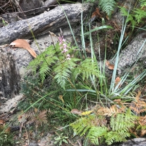 Stylidium armeria subsp. armeria at Fortescue, TAS - 10 Apr 2023 12:00 PM