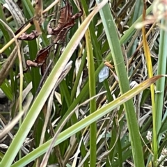 Ichneumonoidea (Superfamily) (A species of parasitic wasp) at Queanbeyan River - 18 Apr 2023 by Hejor1