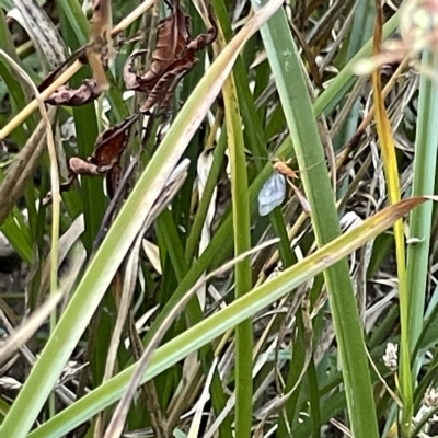 Ichneumonoidea (Superfamily) (A species of parasitic wasp) at Queanbeyan River - 18 Apr 2023 by Hejor1