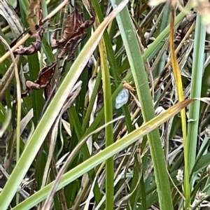 Ichneumonoidea (Superfamily) at Queanbeyan, NSW - 18 Apr 2023