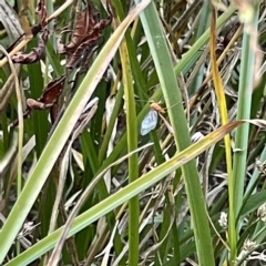 Ichneumonoidea (Superfamily) at Queanbeyan, NSW - 18 Apr 2023