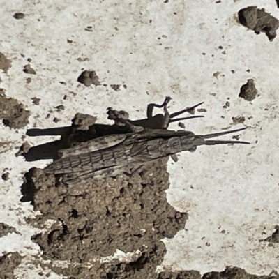 Coryphistes ruricola (Bark-mimicking Grasshopper) at QPRC LGA - 18 Apr 2023 by Hejor1