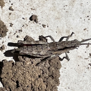 Coryphistes ruricola at Greenleigh, NSW - 18 Apr 2023