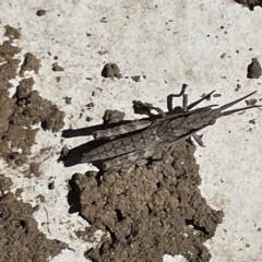 Coryphistes ruricola at Greenleigh, NSW - 18 Apr 2023 12:47 PM