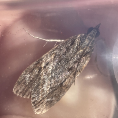 Scoparia (genus) (Unidentified Scoparia moths) at Oaks Estate, ACT - 18 Apr 2023 by Hejor1