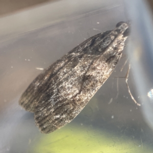 Scoparia (genus) at Oaks Estate, ACT - 18 Apr 2023 01:13 PM