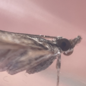 Scoparia (genus) at Oaks Estate, ACT - 18 Apr 2023 01:13 PM