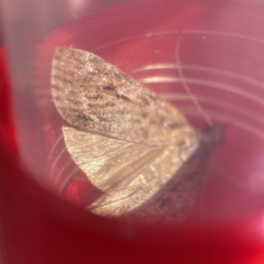 Scoparia (genus) at Oaks Estate, ACT - 18 Apr 2023 01:13 PM