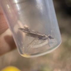 Scoparia (genus) at Oaks Estate, ACT - 18 Apr 2023 01:13 PM