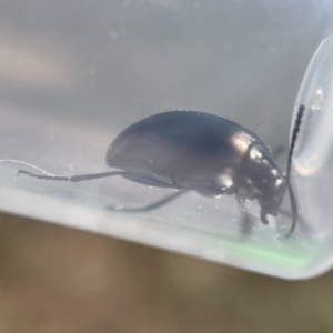 Chalcopteroides cupripennis at Oaks Estate, ACT - 18 Apr 2023 01:20 PM