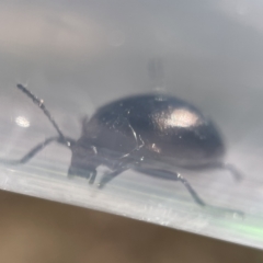 Chalcopteroides cupripennis at Oaks Estate, ACT - 18 Apr 2023 01:20 PM