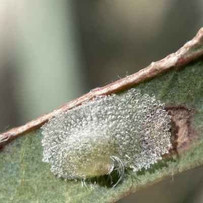 Unidentified Psyllid, lerp, aphid or whitefly (Hemiptera, several families) at Oaks Estate, ACT - 18 Apr 2023 by Hejor1