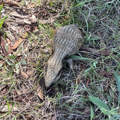 Tiliqua scincoides scincoides (Eastern Blue-tongue) at Oaks Estate, ACT - 18 Apr 2023 by Hejor1