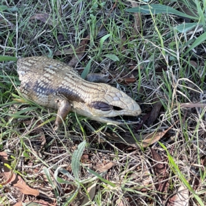 Tiliqua scincoides scincoides at Oaks Estate, ACT - 18 Apr 2023