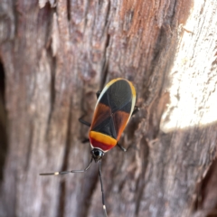 Dindymus versicolor (Harlequin Bug) at Oaks Estate, ACT - 18 Apr 2023 by Hejor1