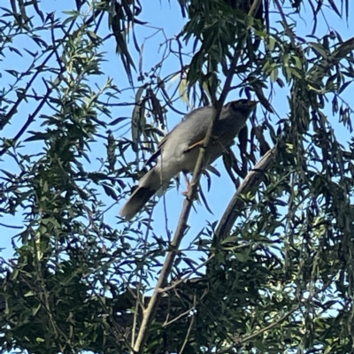 Manorina melanocephala (Noisy Miner) at QPRC LGA - 18 Apr 2023 by Hejor1