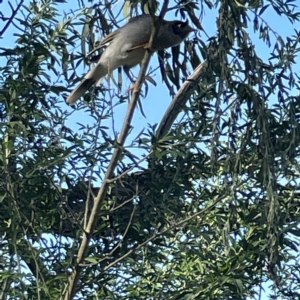 Manorina melanocephala at Queanbeyan, NSW - 18 Apr 2023 01:44 PM