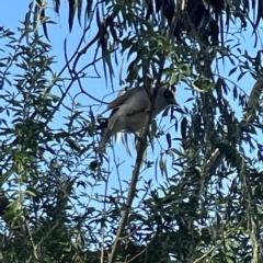 Manorina melanocephala at Queanbeyan, NSW - 18 Apr 2023