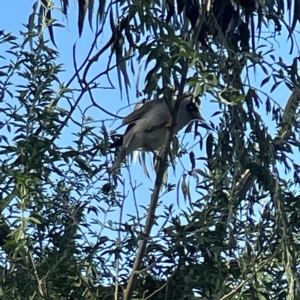 Manorina melanocephala at Queanbeyan, NSW - 18 Apr 2023 01:44 PM