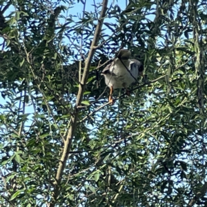 Manorina melanocephala at Queanbeyan, NSW - 18 Apr 2023 01:44 PM