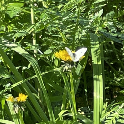 Pieris rapae (Cabbage White) at Queanbeyan, NSW - 18 Apr 2023 by Hejor1