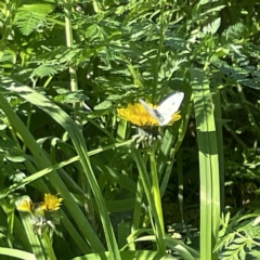 Pieris rapae at Queanbeyan, NSW - 18 Apr 2023