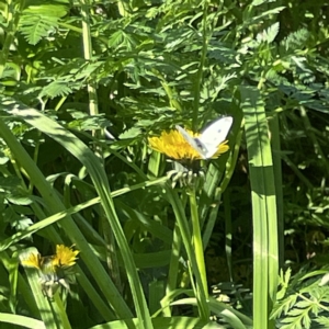 Pieris rapae at Queanbeyan, NSW - 18 Apr 2023 01:49 PM